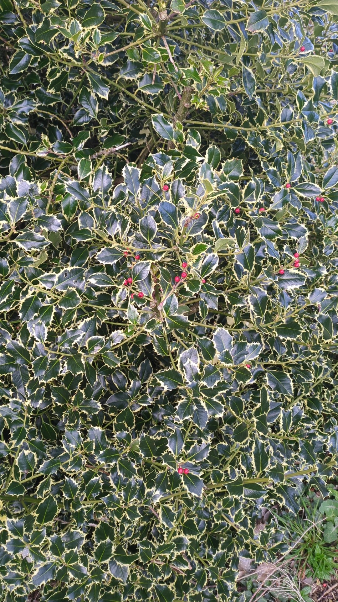 セイヨウヒイラギ（西洋柊） 'Argentea Marginata'の育て方・栽培方法