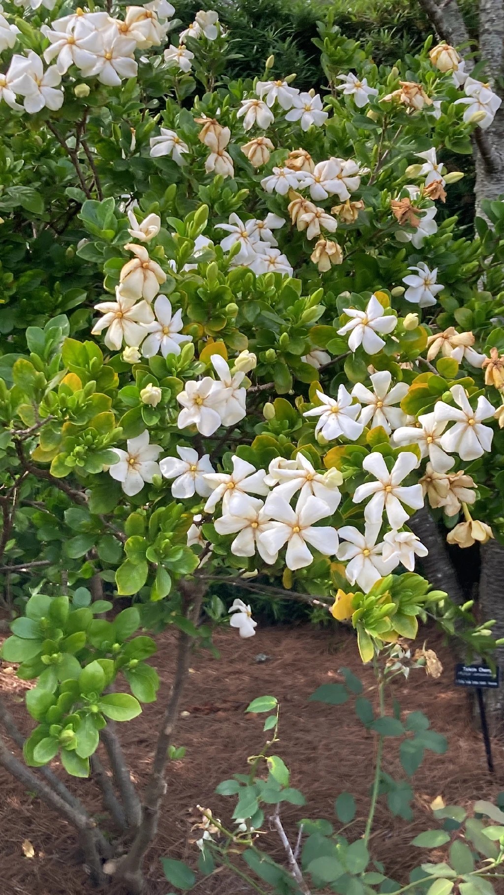 How to Grow and Care for Cape jasmine 'Kleim's Hardy'