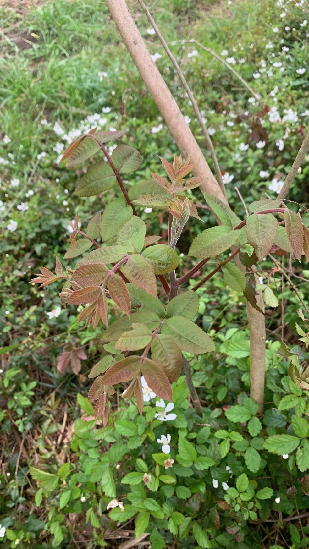 Myrrh (Commiphora) - PictureThis