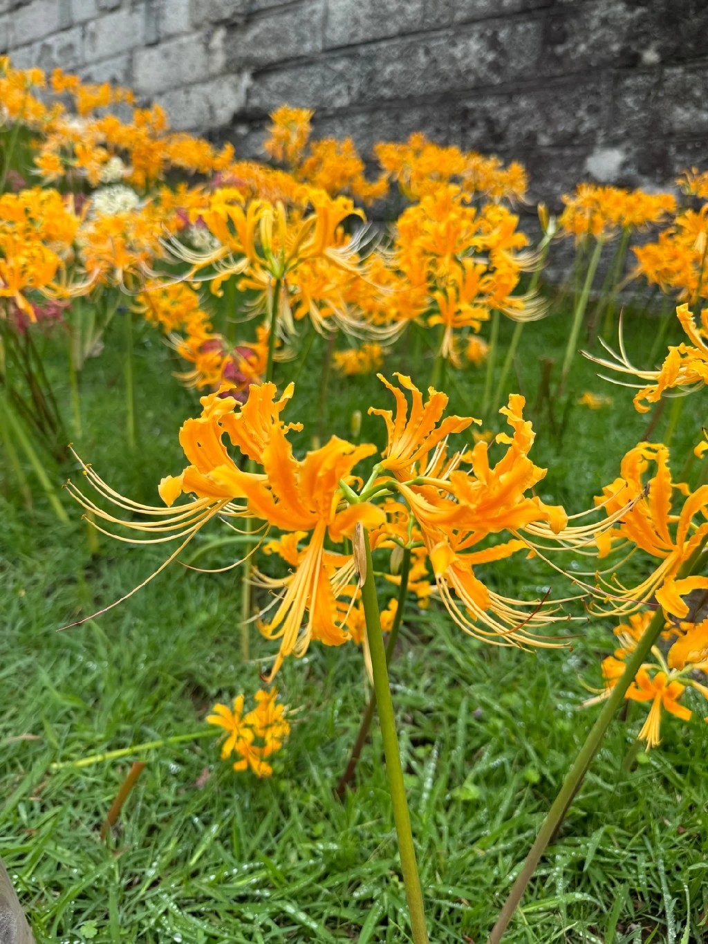 Lycoris chinensis - PictureThis
