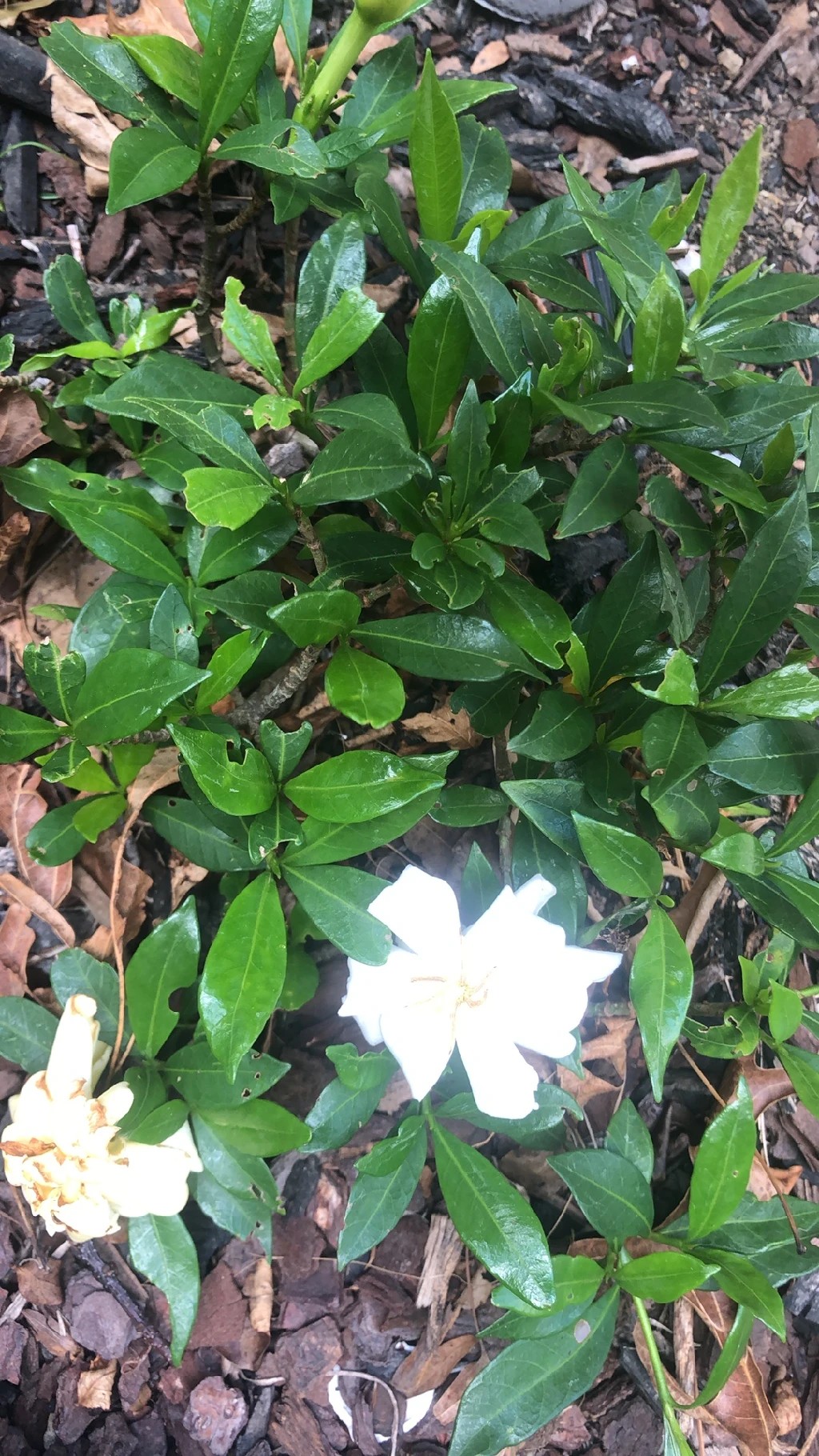 How to Grow and Care for Cape jasmine 'Radicans'