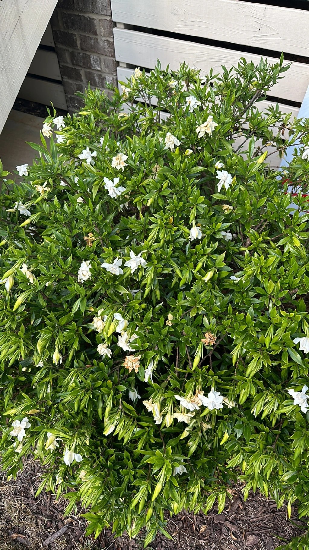 How to Grow and Care for Cape jasmine 'Radicans'