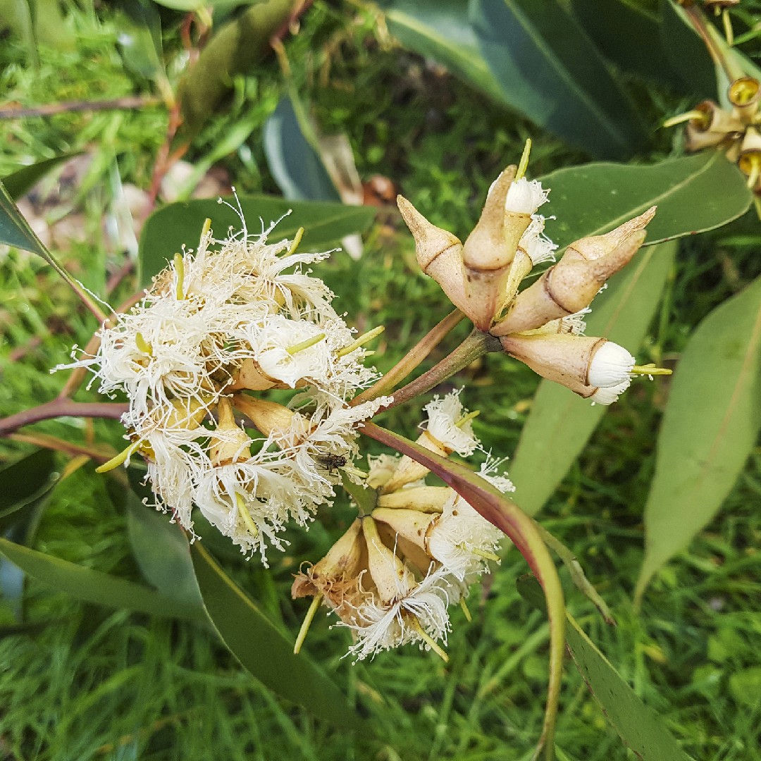 Eucalyptus Robusta 花言葉 学名 よくある質問 Picturethis
