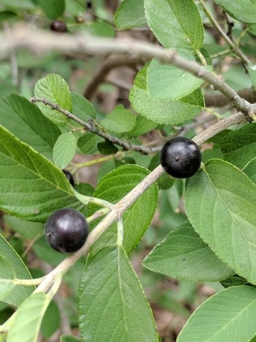 Karwinskia PictureThis