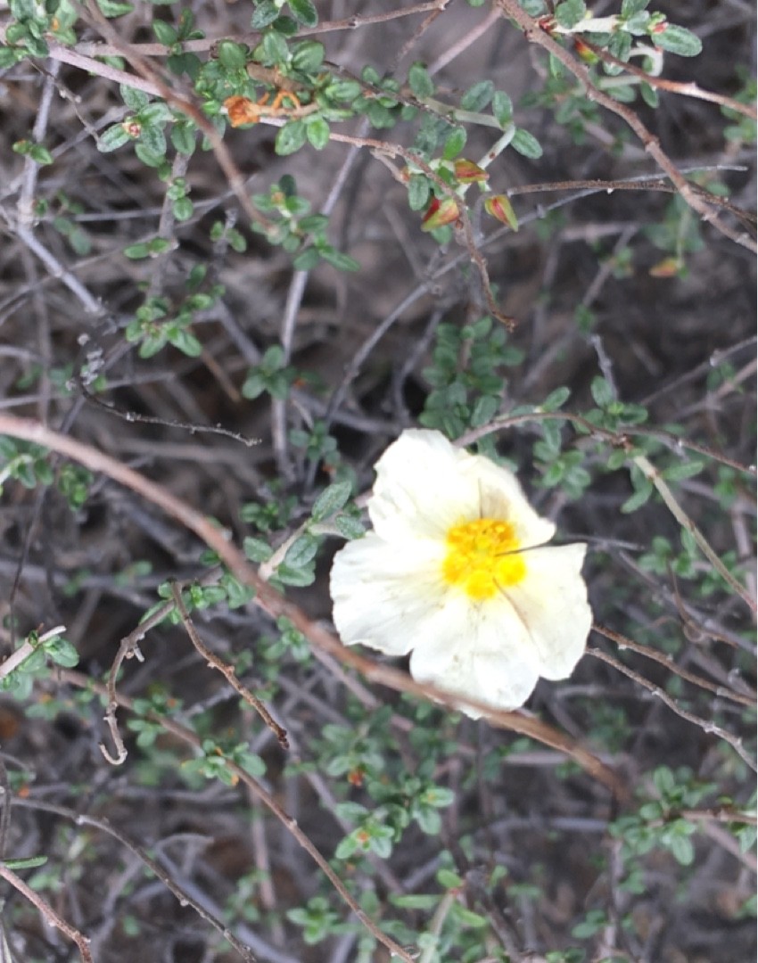 Helianthemum violaceum PictureThis