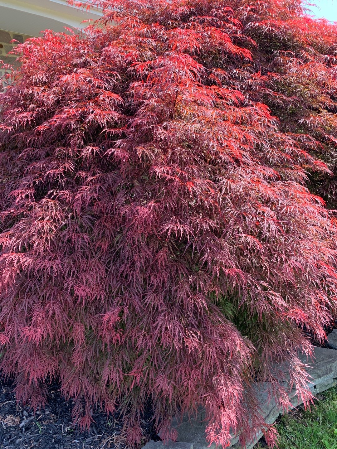 Acer palmatum var. dissectum 'Inaba' (Acer palmatum var. dissectum
