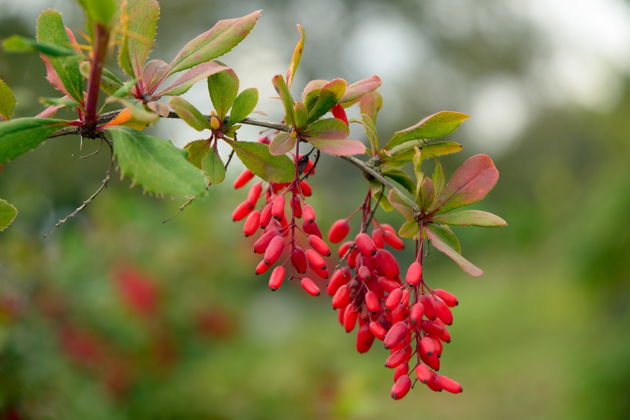 トウメギ Berberis Poiretii 花言葉 学名 よくある質問 Picturethis
