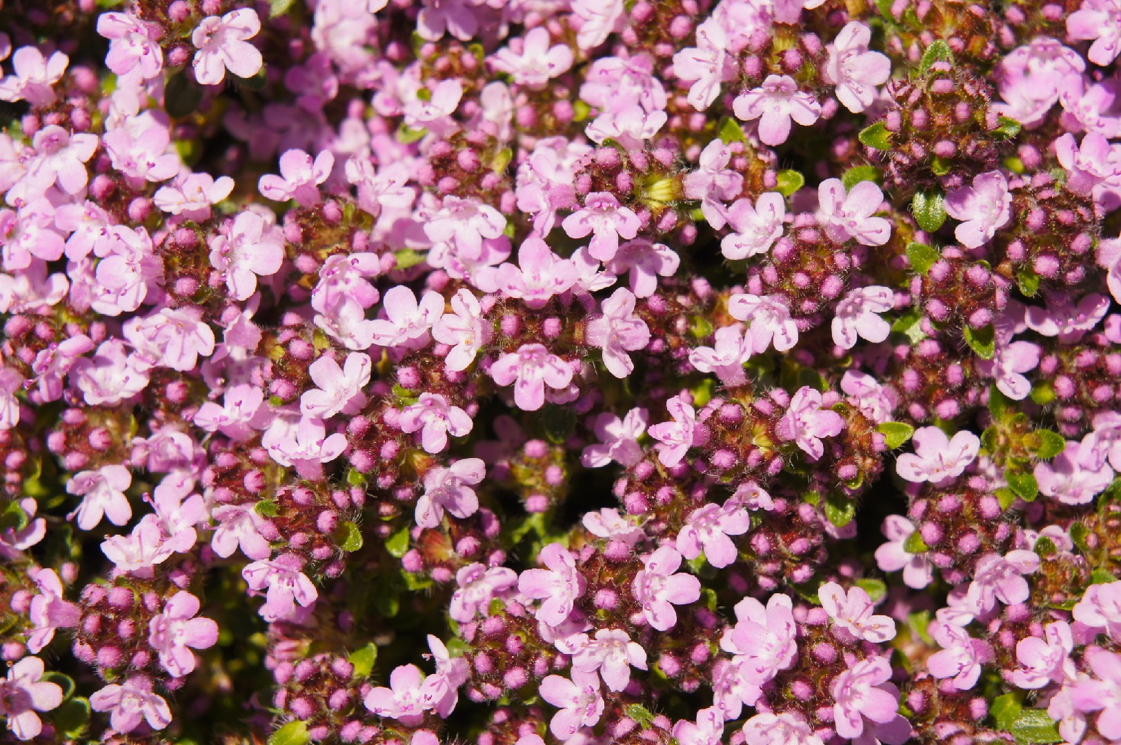 Thymus serpyllum 'Magic Carpet' PictureThis