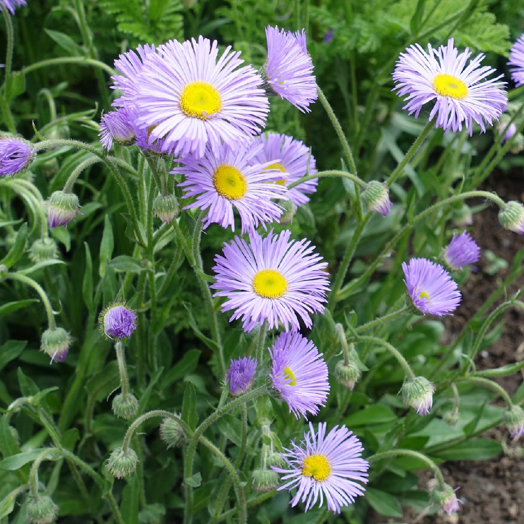 Erigeron speciosus PictureThis