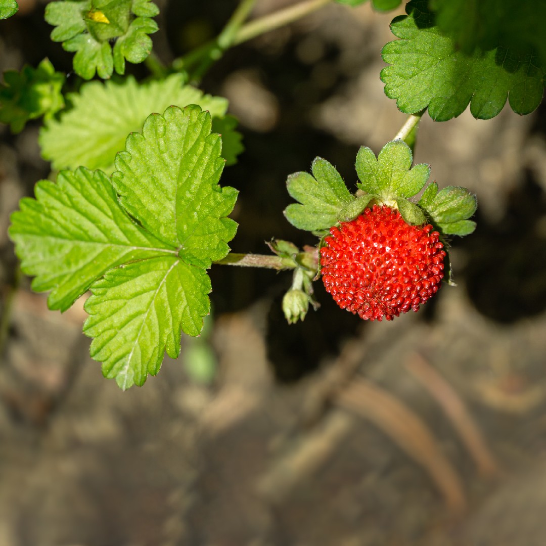 Potentilla Indica 花言葉 学名 よくある質問 Picturethis