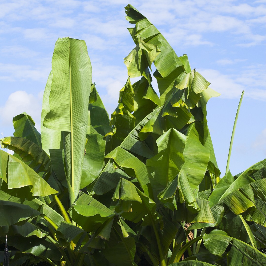 バショウ 芭蕉 Musa Basjoo 花言葉 学名 よくある質問 Picturethis