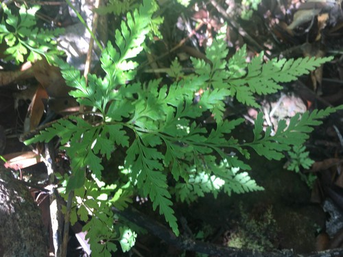 Tapeinidium PictureThis