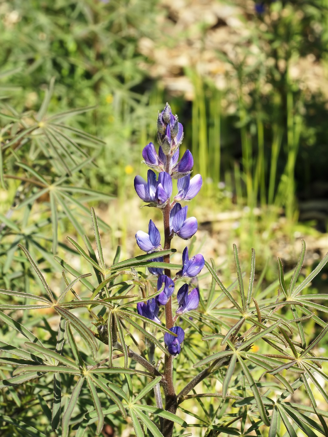 Lupinus Micranthus 花言葉 学名 よくある質問 Picturethis
