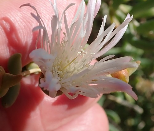 メセンブリアンテマ属 Mesembryanthemum 花言葉 学名 よくある質問 Picturethis