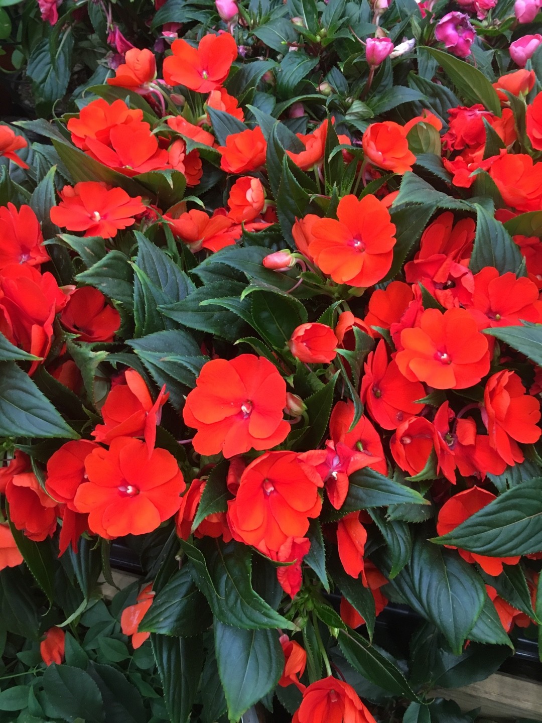 Impatiens 'Sunpatiens Compact Hot Coral' (Impatiens 'Sunpatiens Compact