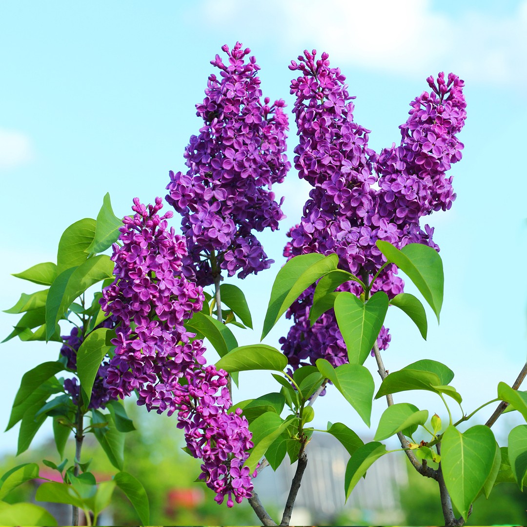 Common Lilac Syringa Vulgaris Flower Leaf Care Uses Picturethis