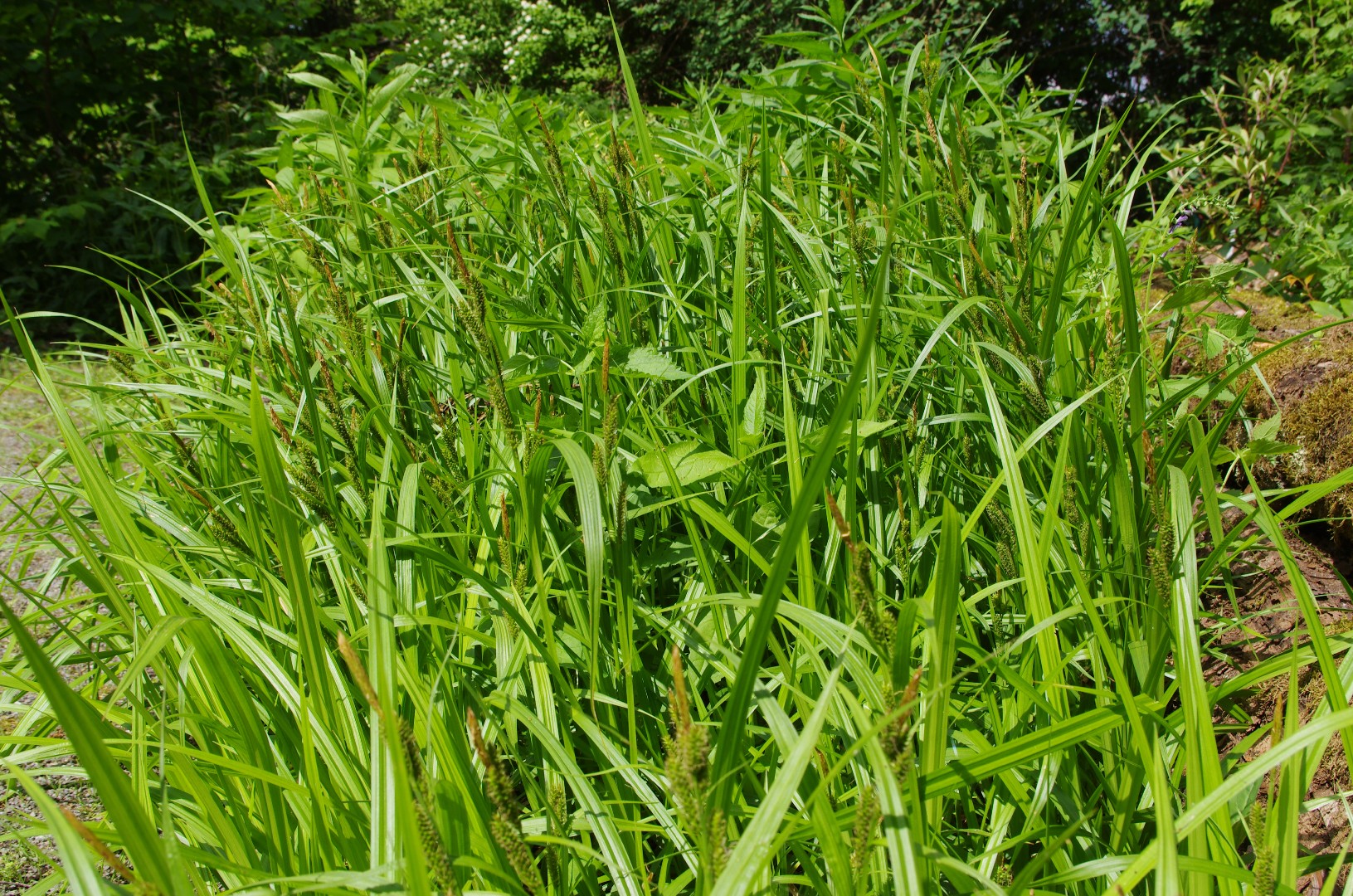 Carex scabrata PictureThis