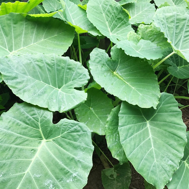 Leucocasia Gigantea 花言葉 学名 よくある質問 Picturethis