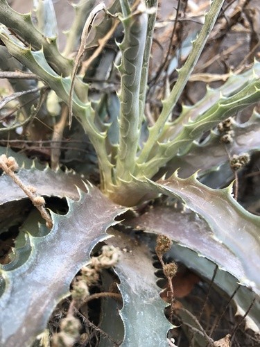 Hechtia Roots Hechtia - PictureThis
