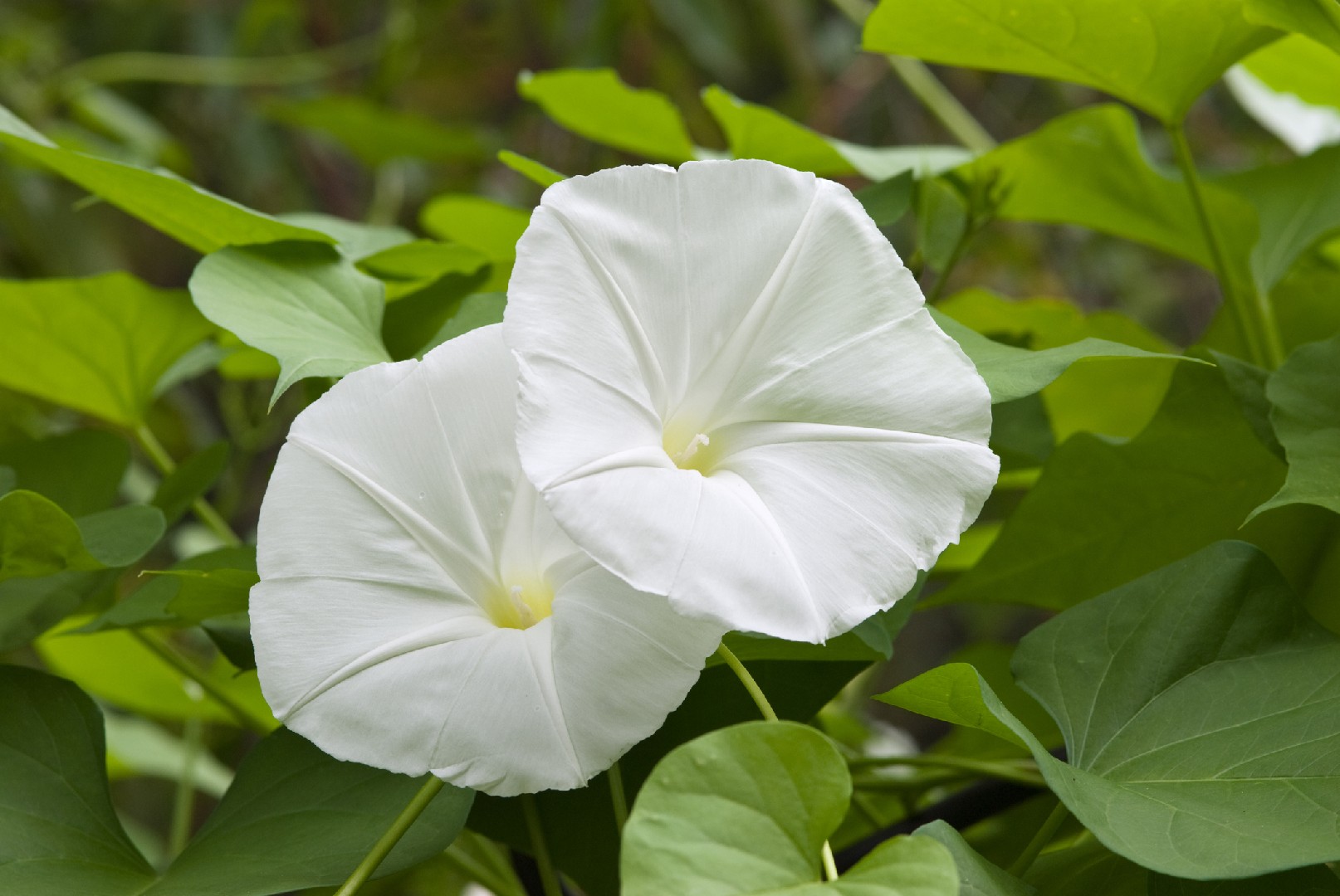 Ipomoea biflora PictureThis