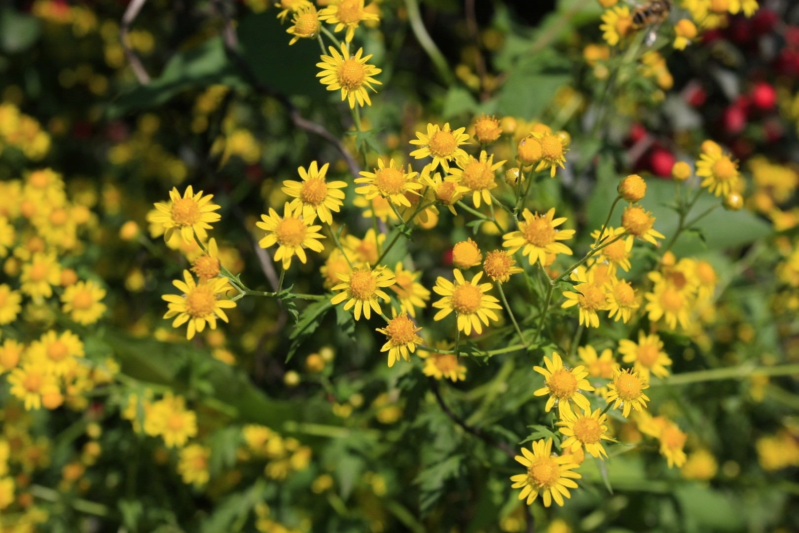 Chrysanthemum lavandulifolium PictureThis