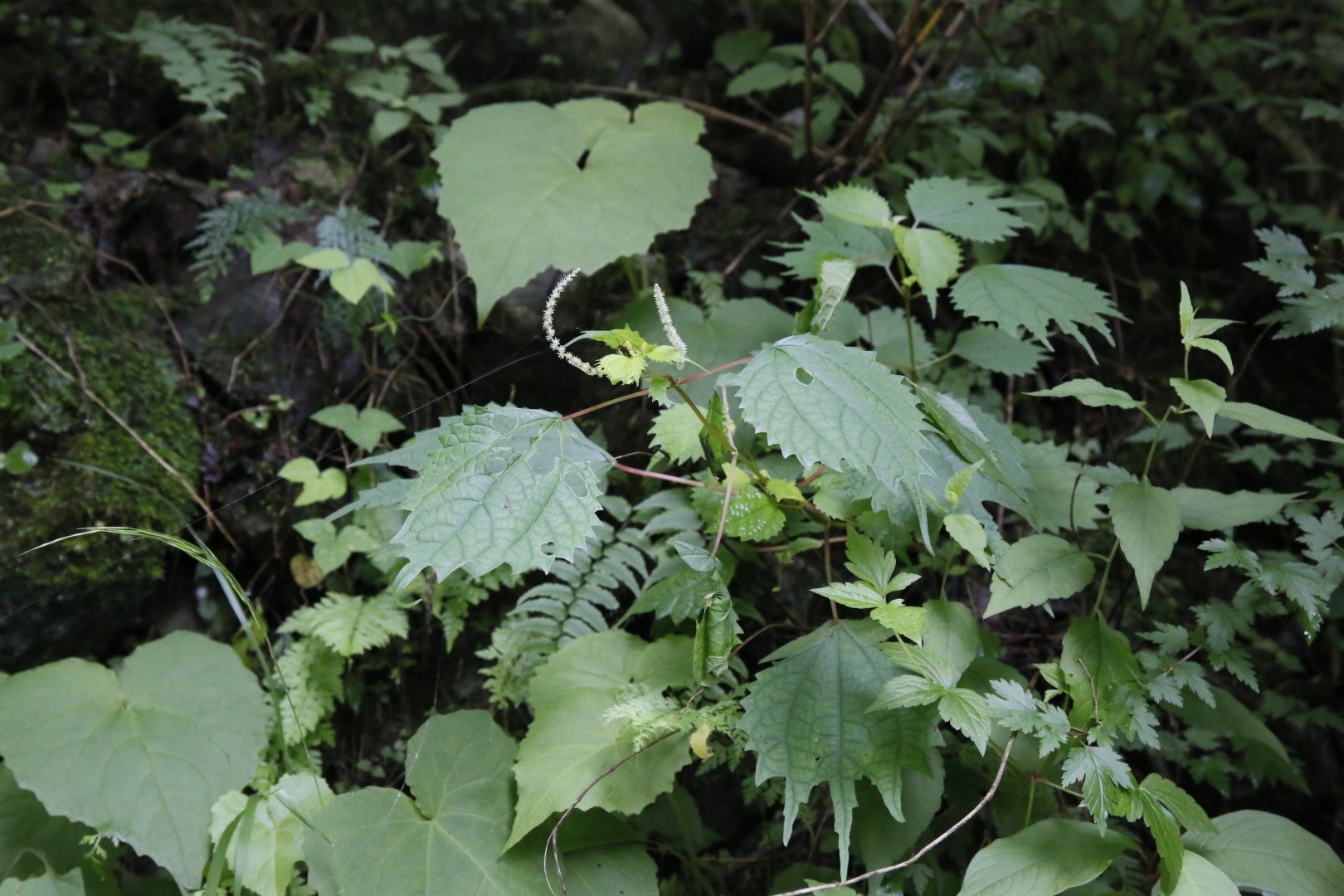 Boehmeria spicata PictureThis