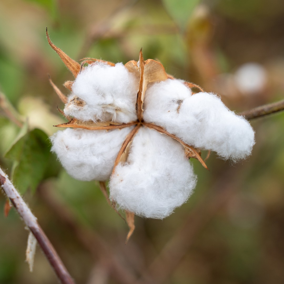 thumbnail image 2 of 25 Seeds White Cotton Gossypium Hirsutum Plant 2 of 11