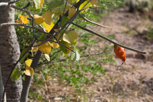 Peniocereus striatus PictureThis