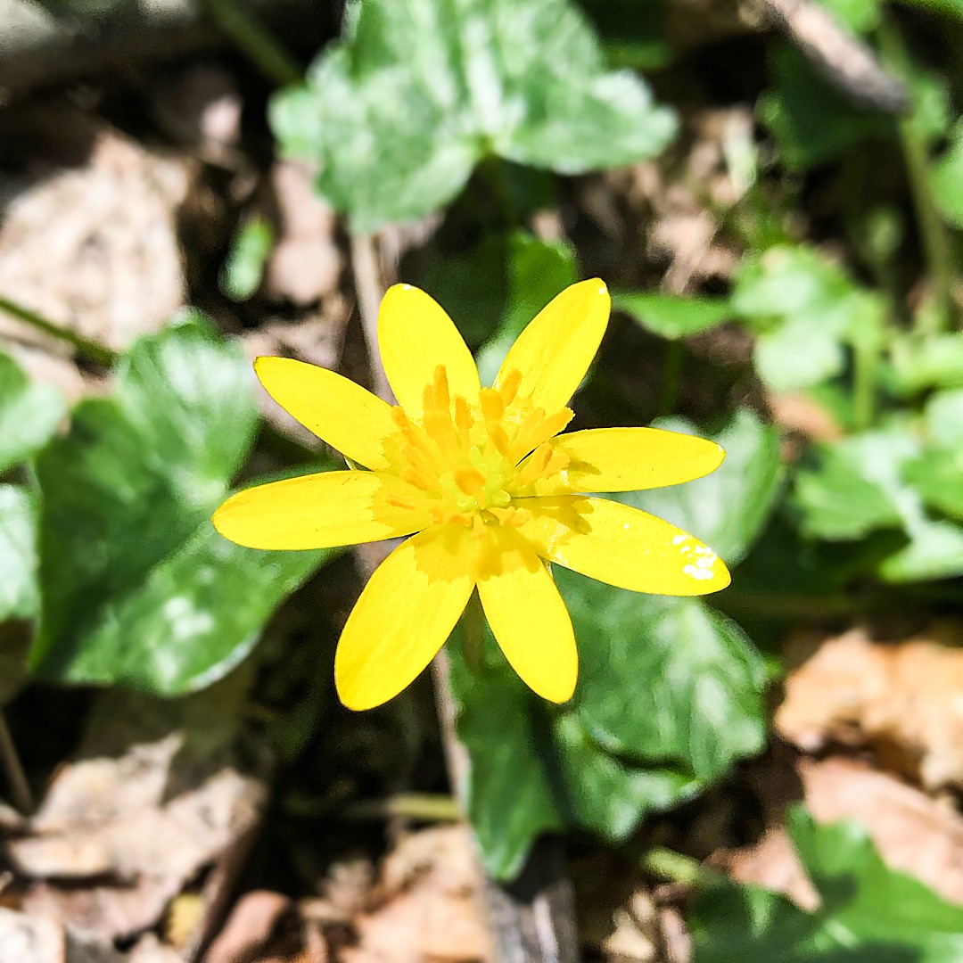 Ficaria Verna 花言葉 学名 よくある質問 Picturethis Ficaria Verna 花言葉 学名 よくある質問 Picturethis