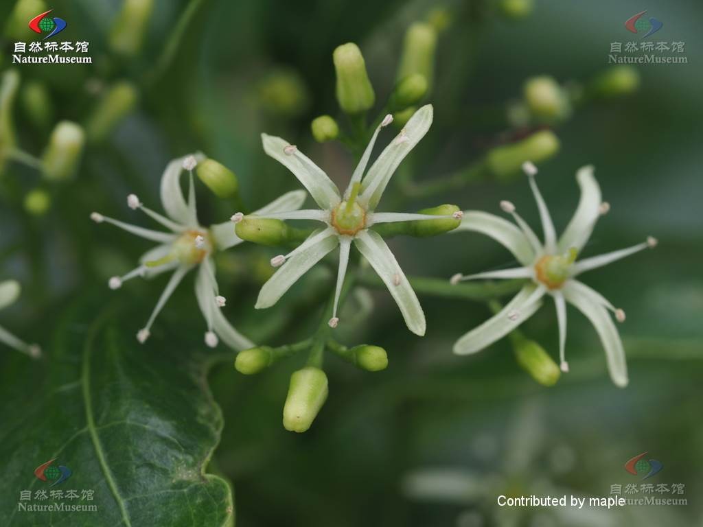 山油柑 (Acronychia pedunculata) 照顧，繁殖，開花時間 - PictureThis