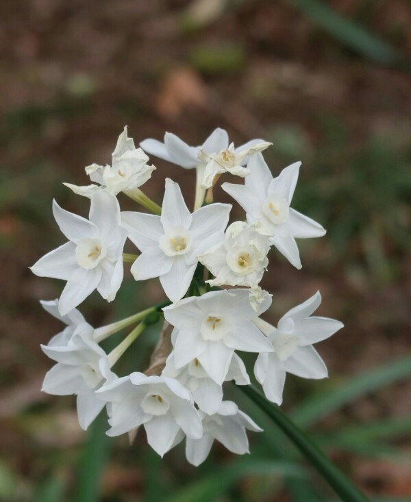 白水仙 Narcissus Papyraceus 照顧 繁殖 開花時間 Picturethis