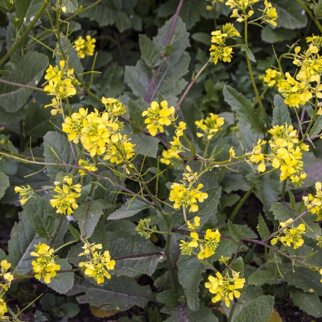 Sinapi Riddle Mostarda-dos-campos (Sinapis arvensis) - PictureThis