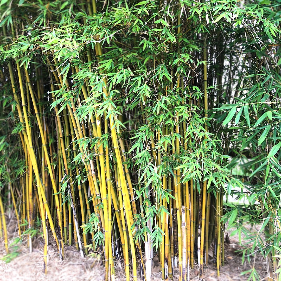 Bambusa vulgaris 花言葉，学名，よくある質問 - PictureThis