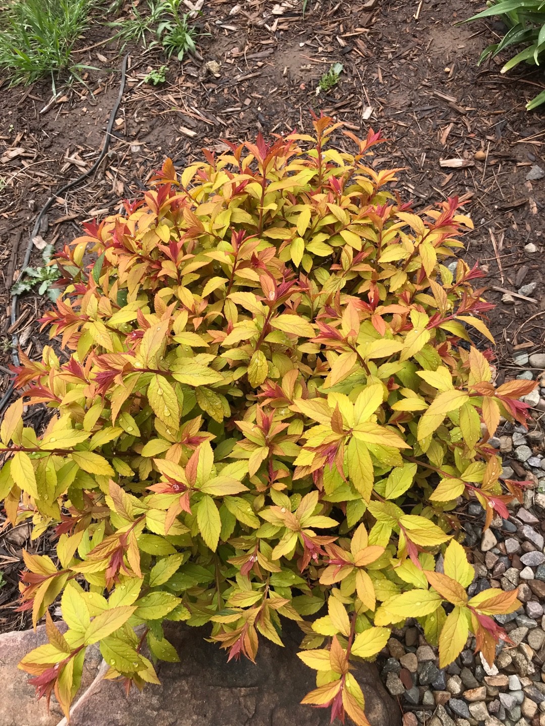 Spirea Goldflame Discount Order, Save 66 jlcatj.gob.mx