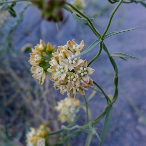 Funastrum cynanchoides var. hartwegii PictureThis