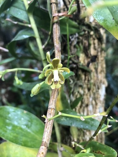 Epidendrum exasperatum (Epidendrum exasperatum) - PictureThis