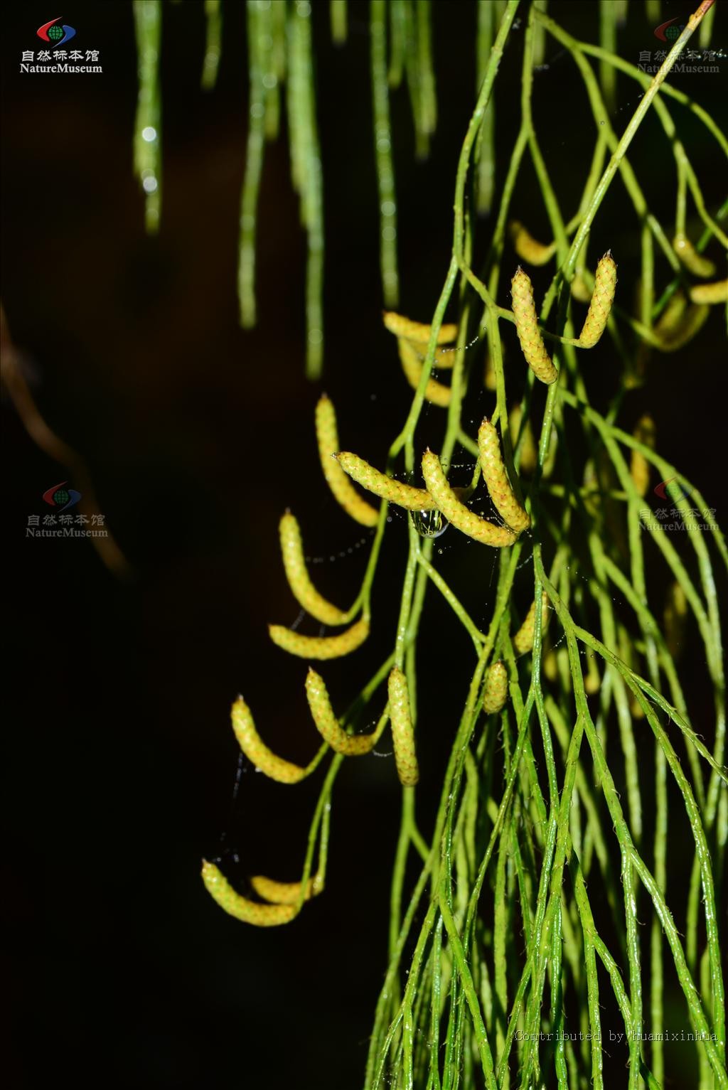 Lycopodiastrum casuarinoides PictureThis