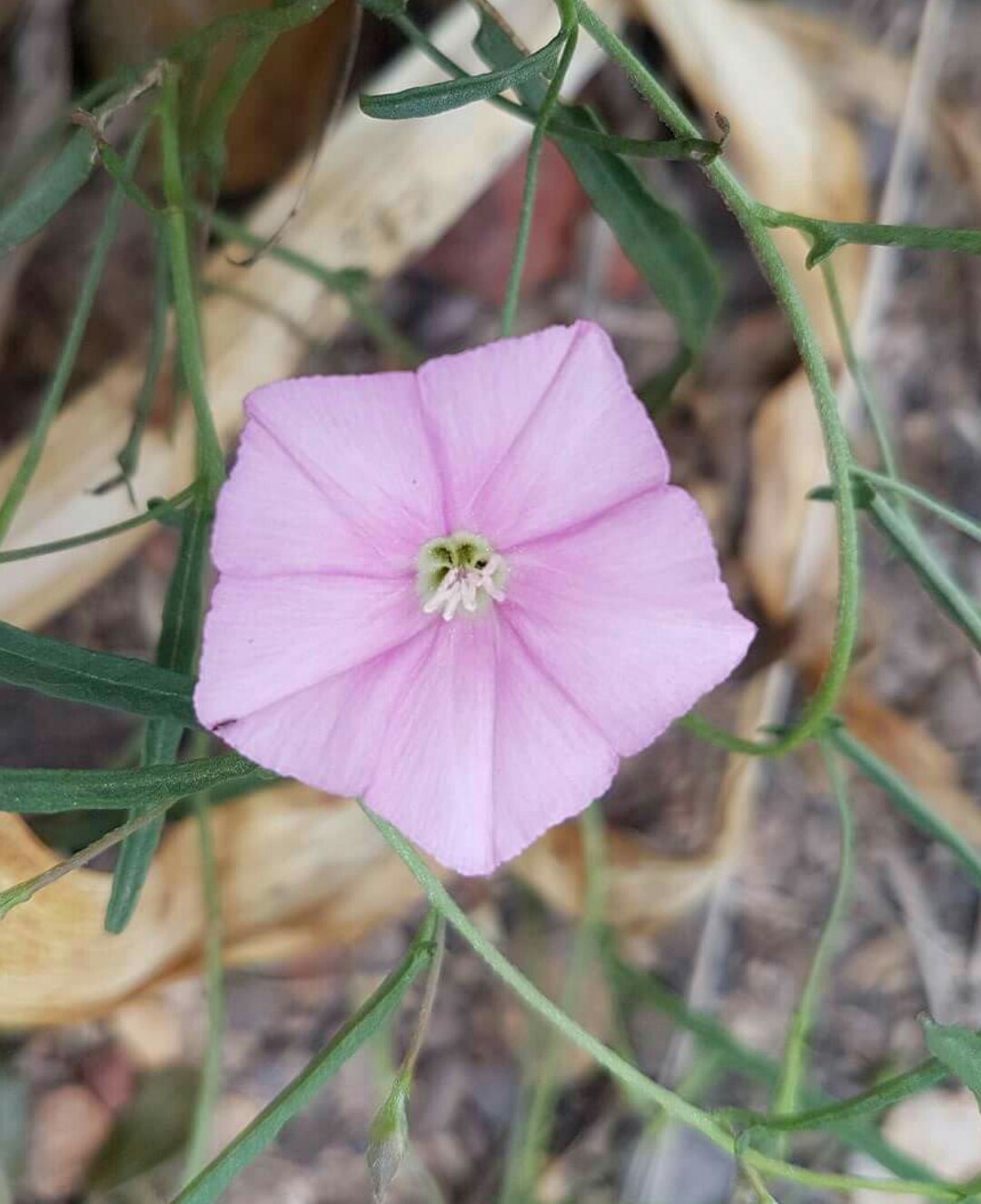Convolvulus cantabrica PictureThis