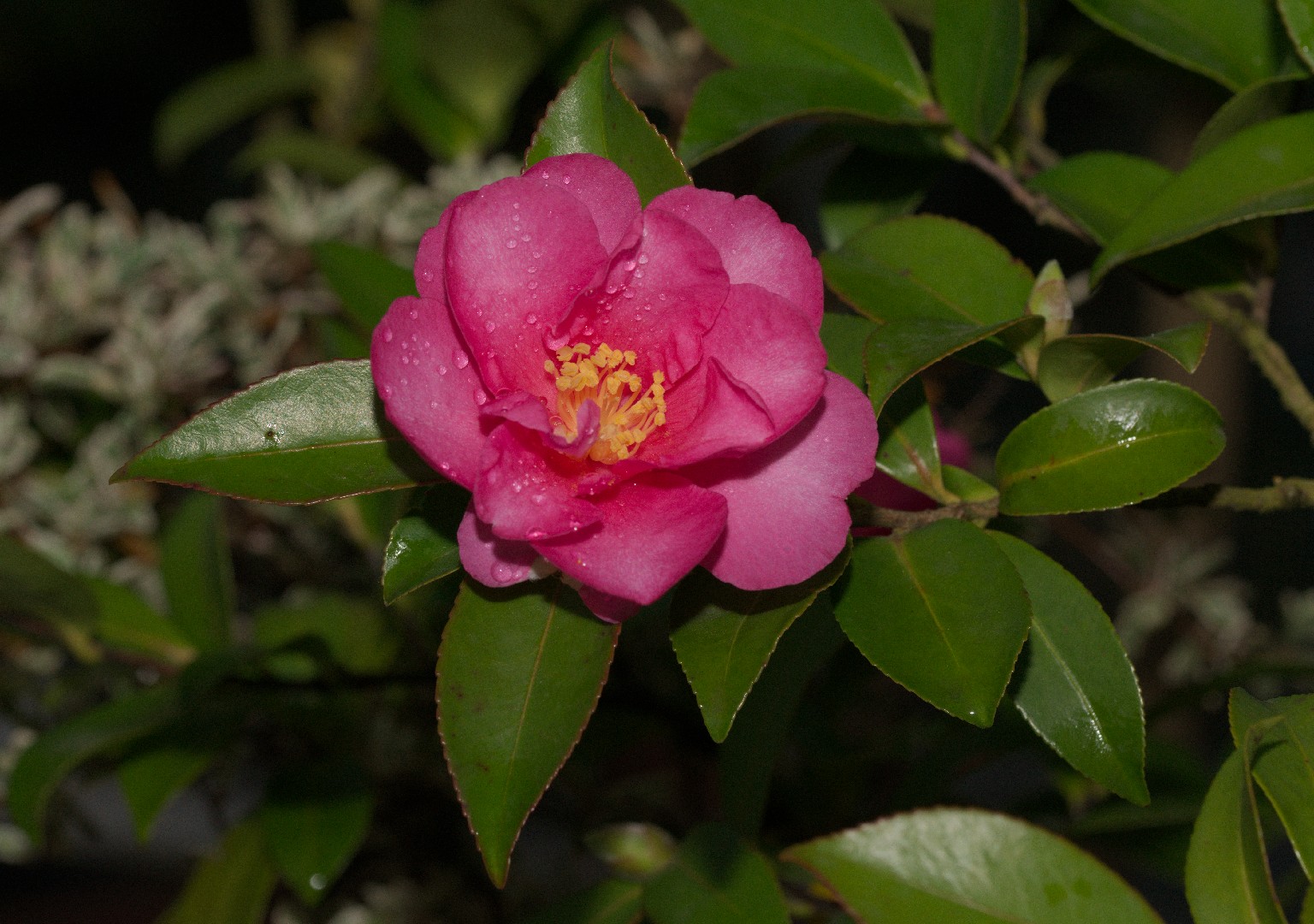 Camellia sasanqua ‘Kanjiro’ (Camellia sasanqua ‘Kanjiro’) - PictureThis