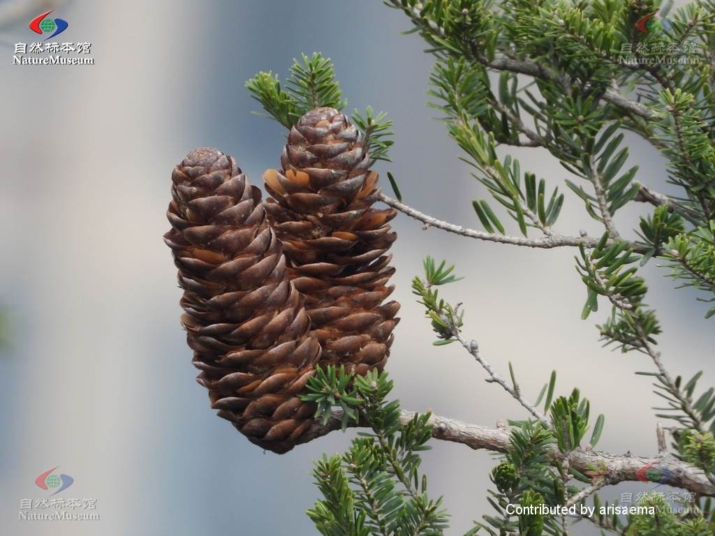 油杉 (Keteleeria fortunei) 照顧，繁殖，開花時間 - PictureThis