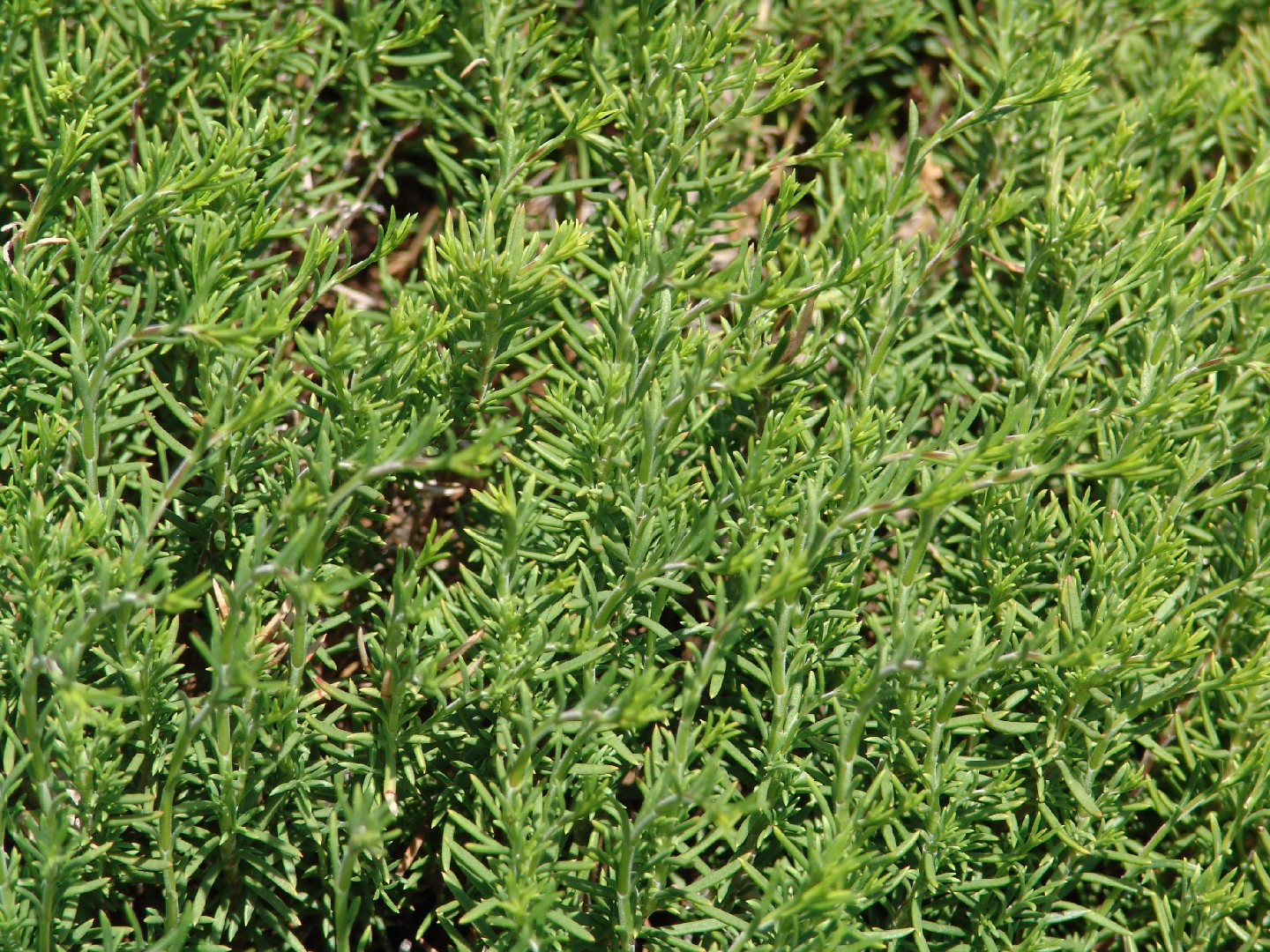 Penstemon (Penstemon) PictureThis