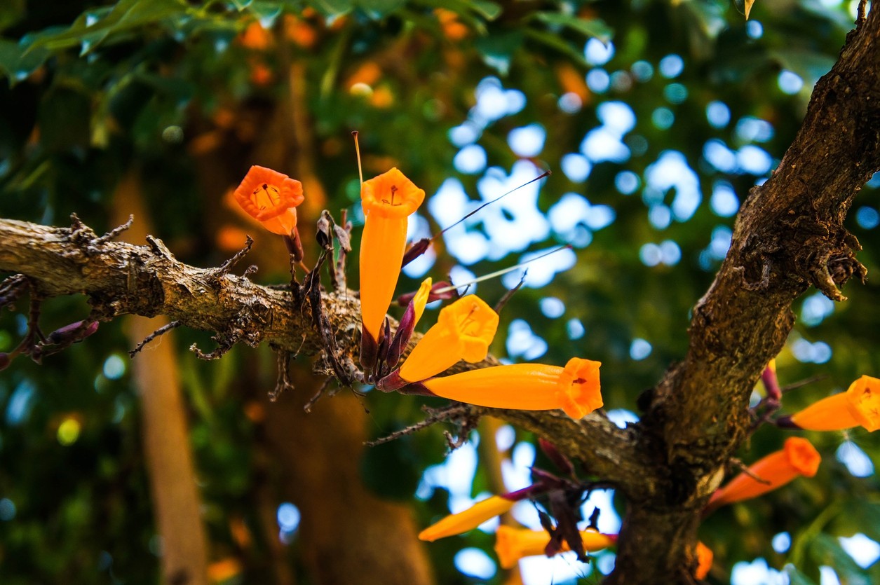 radermachera-ignea-picturethis