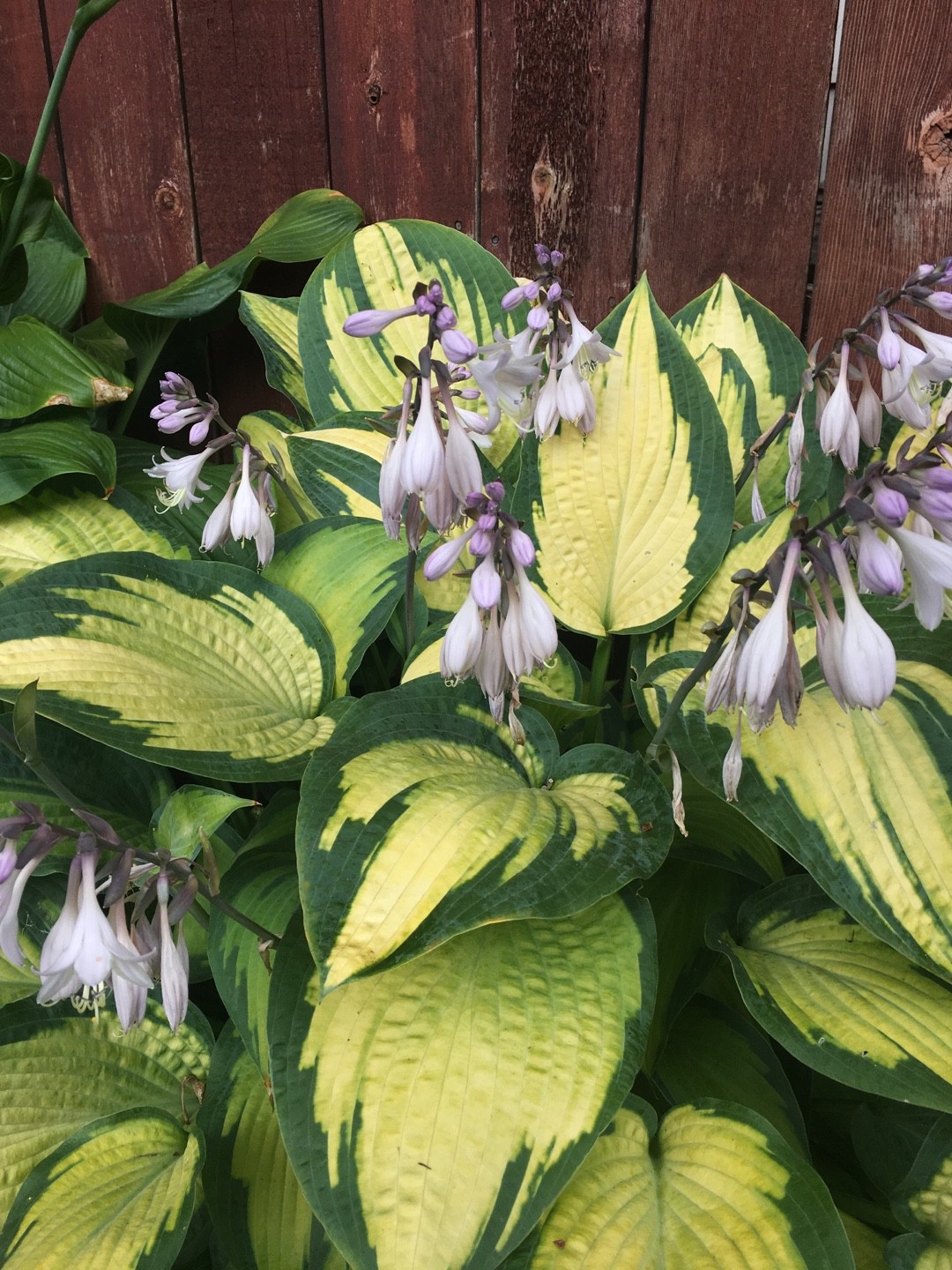 Hosta 'Alligator Alley' - PictureThis