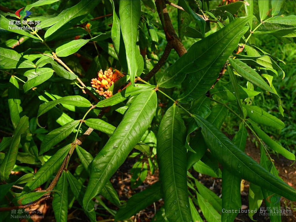 Ashoka tree (Saraca asoca) PictureThis