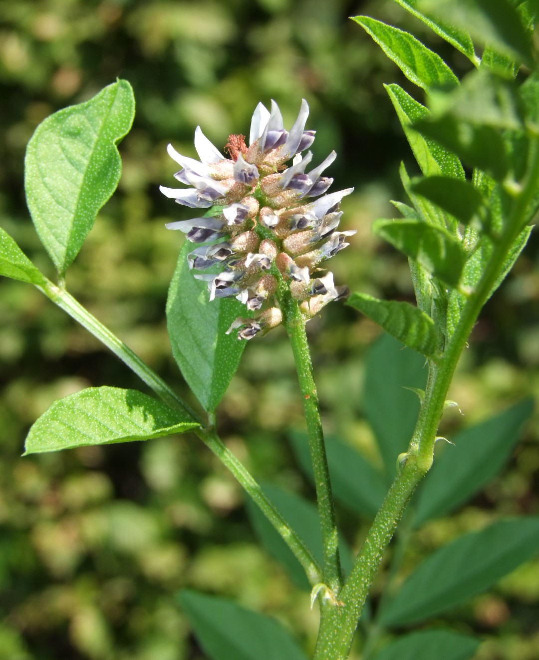 Licorice (Glycyrrhiza glabra) PictureThis