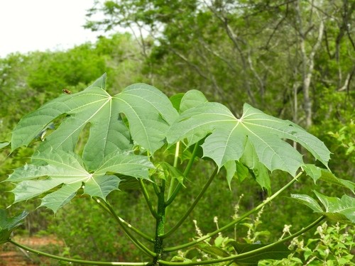 Cnidoscolus elasticus PictureThis