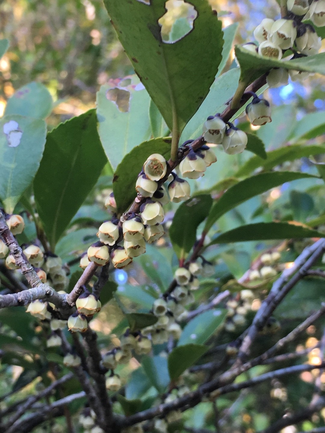 ヒサカキ 姫榊 Eurya Japonica 花言葉 学名 よくある質問 Picturethis ヒサカキ 姫榊 Eurya Japonica 花言葉 学名 よくある質問 Picturethis
