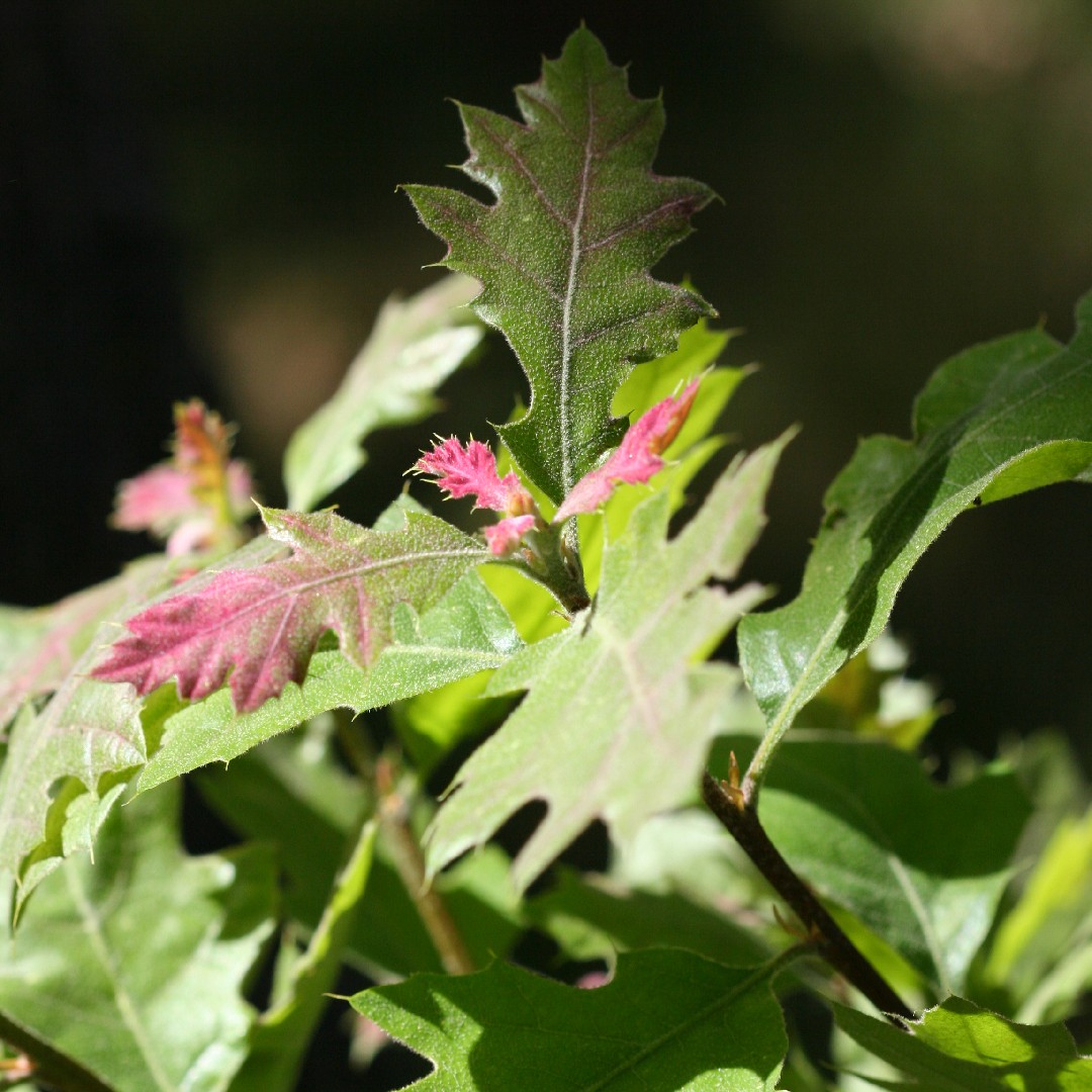 Quercus Kelloggii 花言葉 学名 よくある質問 Picturethis