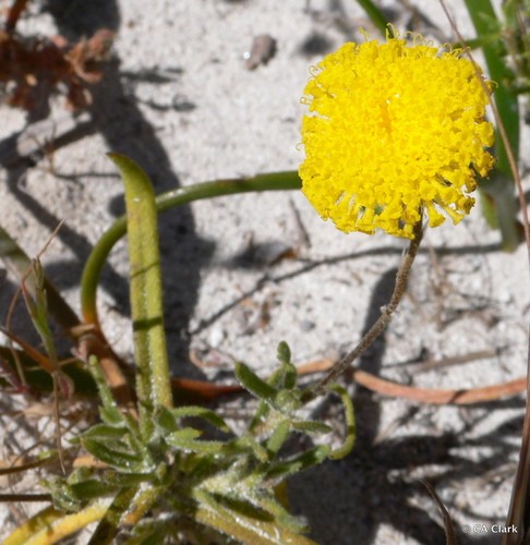 Podotheca chrysantha PictureThis