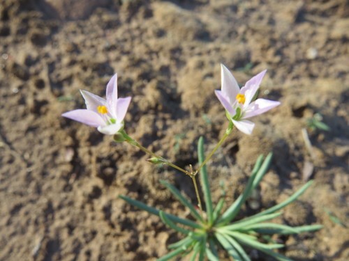 Phemeranthus parviflorus PictureThis
